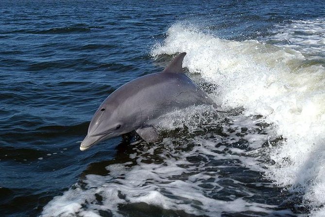 Become a Dolphin Protector! Lisbon Eco-Dolphin Watching - Pricing and Reservation