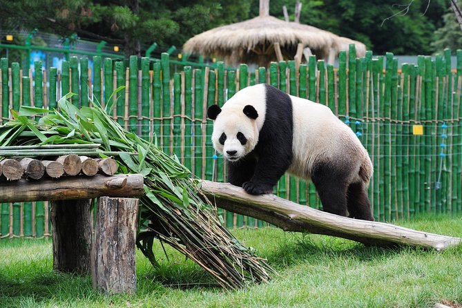 Beijing Historical Tour II Including Summer Palace, Lama Temple & Panda Garden - Tour Highlights
