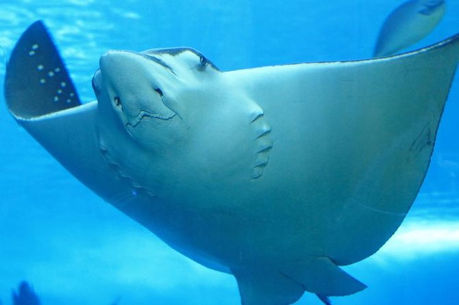 Belize Hol Chan Marine Reserve & Shark Ray Alley Snorkel Tour - Ambergris Caye - Overview and Location