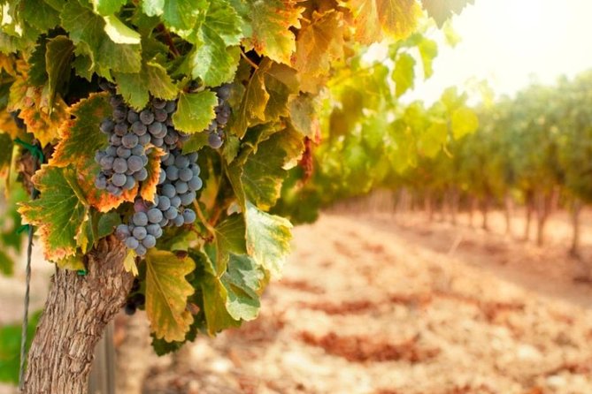 Bella Toscana Private Tour: 2 Chianti Wineries and San Gimignano From Livorno - Tour Highlights