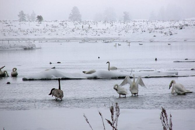 Beyond Yellowstone (Winter) - West Yellowstone Area Private Excursion - Review Information