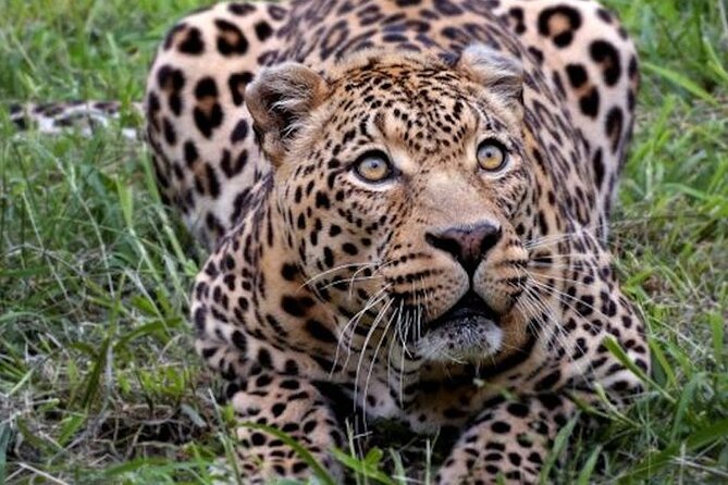 Big 5 Aquila Safari Full Day Tour With Nederburg Wine Tasting - Tour Inclusions