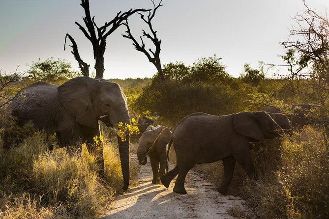 Big Five Afternoon Game Safari in Kruger National Park From Hazyview - Pickup Details