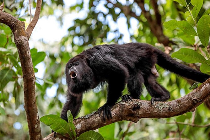 Bijagua De Upala 1-Hour Sloth-Spotting Rainforest Walking Tour  - La Fortuna - Tour Duration and Convenience