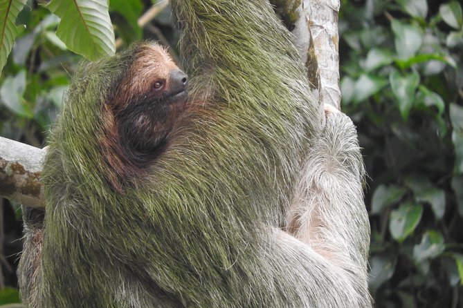 Bijagua Upala Sloths in the Morning Tour  - La Fortuna - Tour Overview