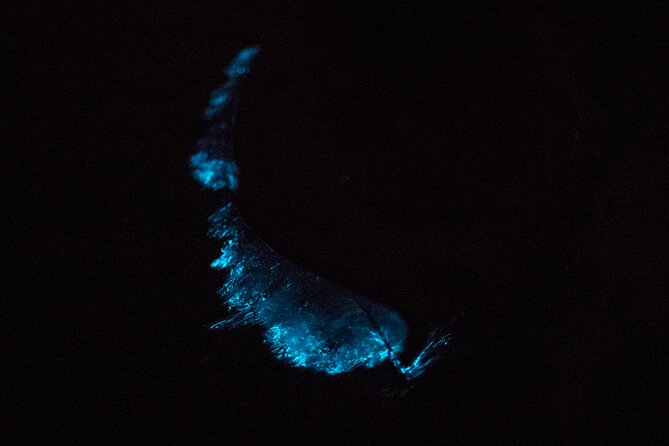 Bioluminescent Kayak Tour - Tour Highlights