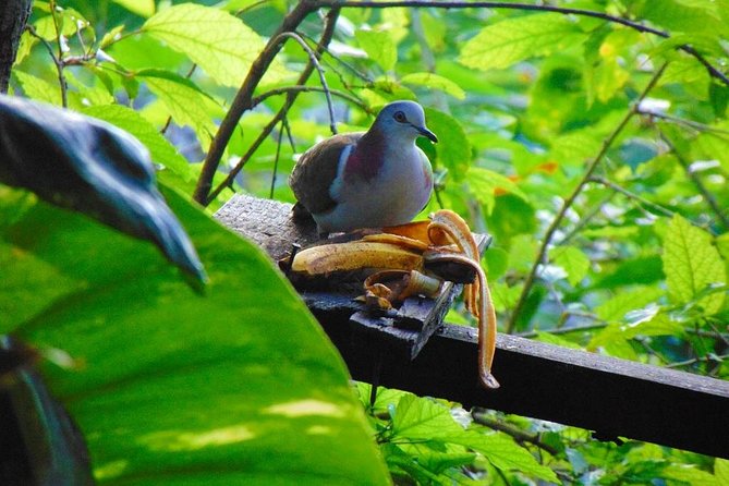 Bird Feeding Sanctuary, Montego Bay Highlights and Columbus Park Day Adventure - Sanctuary Overview