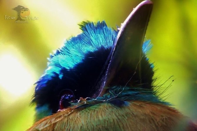 Bird Watching Tour in Monteverde - Tour Highlights
