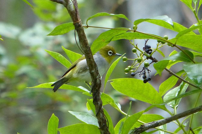 Birdwatching and Wildlife Noosa Biosphere Full-Day Experience - Experience Details