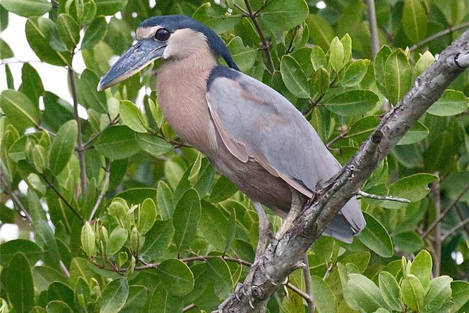 Birdwatching to the Mangrove of Paredon (From Puerto Quetzal) Private Tour - Tour Description