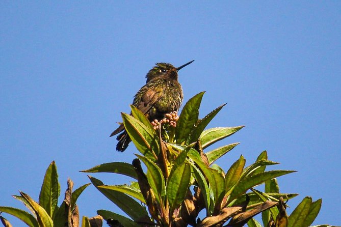 Birdwatching Tour in Cajas National Park From Cuenca - Tour Overview