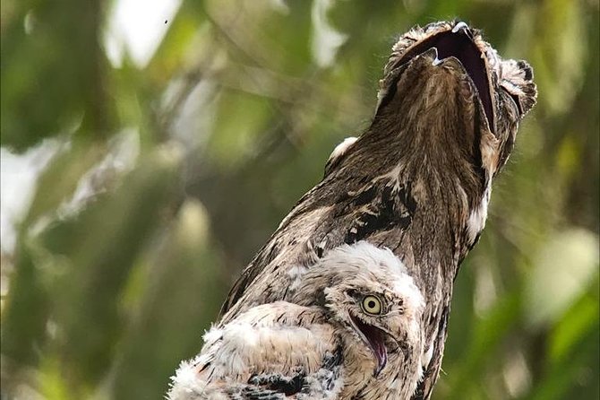Birdwatching Tour Manuel Antonio / Esquipulas Private Tour - Tour Inclusions