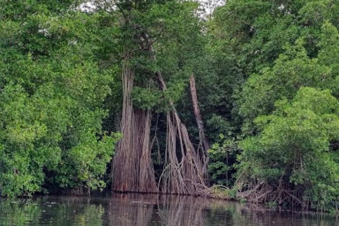 Black River Safari and YS Falls Private Tour - Tour Overview Highlights