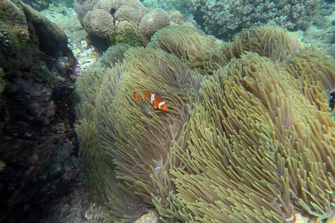 Blue Lagoon Snorkeling And Sea Side Lunch All Inclusive Ticket - Pricing and Booking Details