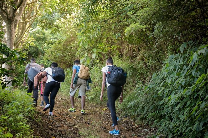 Blue Mountain Peak Hiking Tour From Kingston - Tour Overview