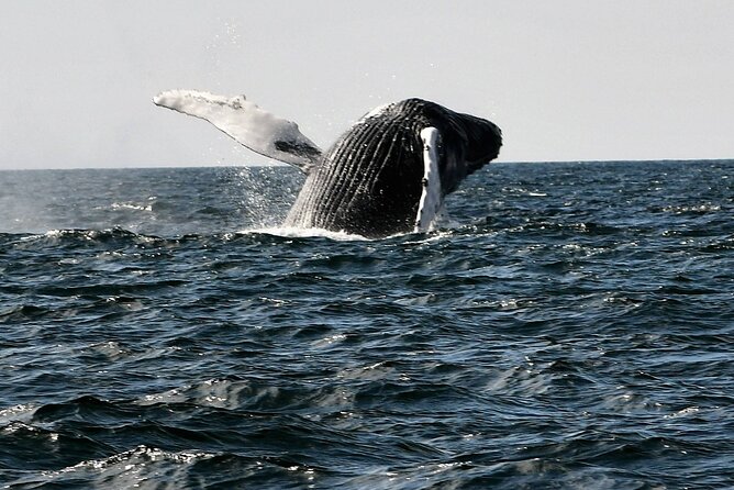 Boat Tours of Cape Ann: Whale or Seal Watching, Lighthouses and Harbor Cruises. - Cape Ann Boat Tours Overview
