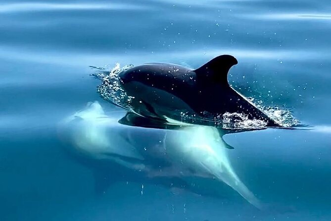 Boat Trip for Dolphin Watching Along the Arrabida Coast and Sesimbra - Overview and Meeting Details