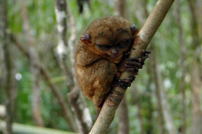 Bohol: Bilar - Night Safari Tour - Tour Highlights