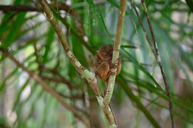 Bohol Chocolate Hills & Tarsiers With Roundtrip Ferry From Cebu - Tour Highlights