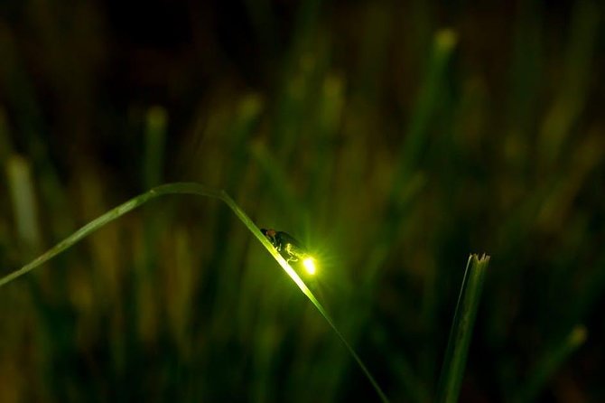 Bohol Firefly Watching (Private) - Experience Details