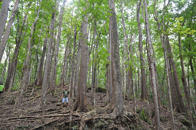 Bohol Island Countryside Tour With Buffet Lunch River Cruise (Cebu or Bohol) - Tour Highlights and Itinerary