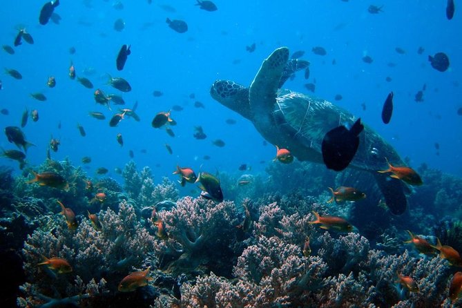 Bohol: Private Island Hopping - Tour Package Details