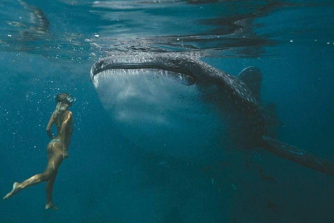 Bohol Whale-shark Encounter - Overview of Bohol Whale-shark Encounter