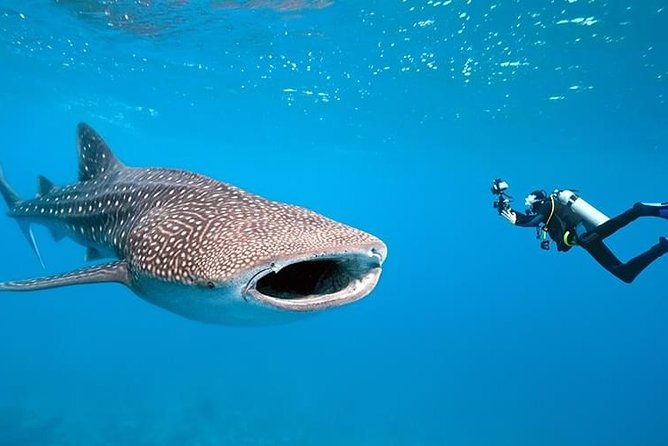 Bohol Whale Shark Interaction - Booking Details