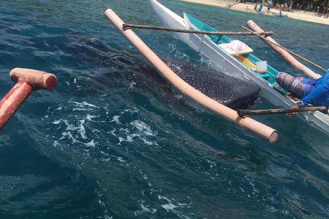 Bohol Whaleharks Interaction & Bohol Countryside Tour With Lunch (Cebu or Bohol) - Tour Itinerary