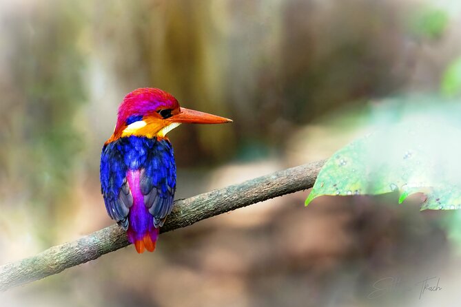 Bondla Wildlife Sanctuary With Lunch in Spice Plantation in Goa - Tour Highlights