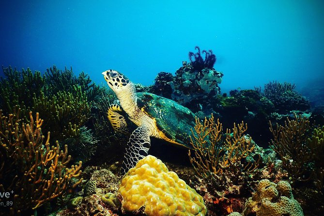 Boracay 5 Fun Dive Package Including All Equipment - Dive Sites Overview