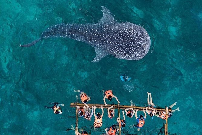 Budgeted Bohol Whale Shark - Pricing Information