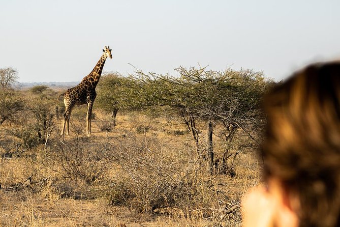 Bundox Big 5 Morning Game Drive - Maximum Traveler Limit and Operator Information