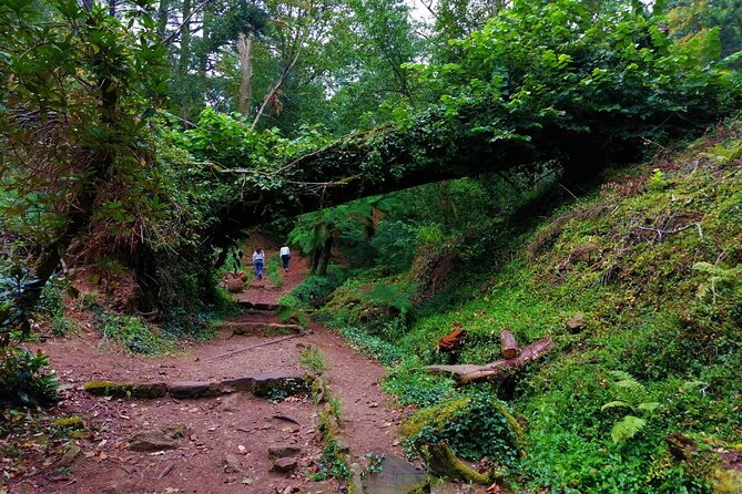Bussaco Forest Walking Experience, Half Day From Coimbra - Tour Overview