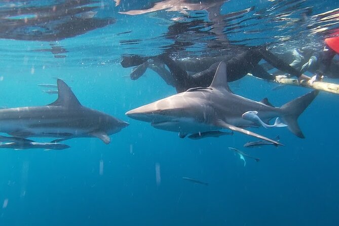Caged and Cageless Shark Snorkelling on Durbans Aliwal Shoal - Overview and Experience Details