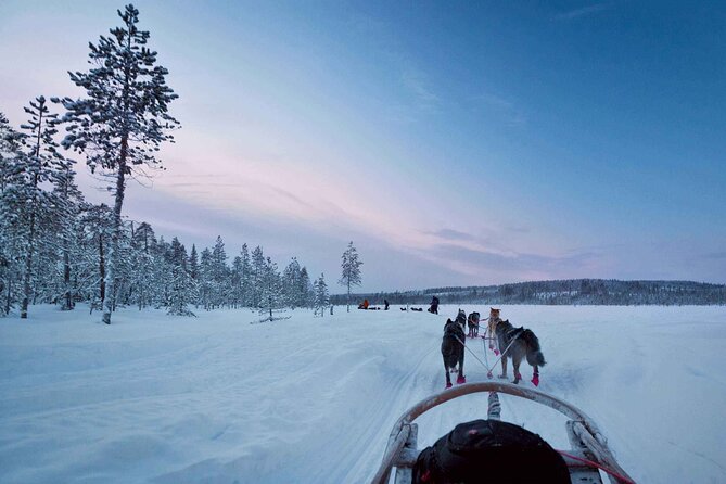 Call of the Wild Morning 90 Minute Self Driven Husky Safari - What to Expect