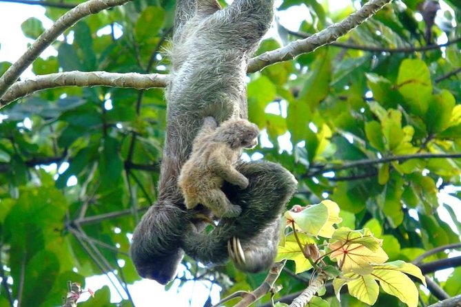 Canal Expansion Agua Clara, Rainforest Safari & San Lorenzo Fort - Tour Highlights