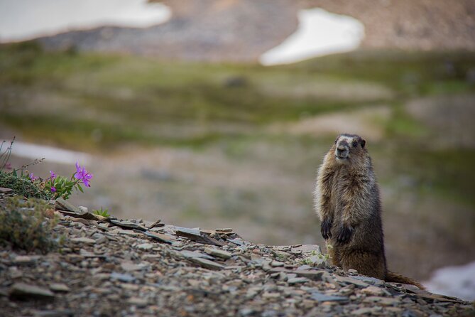 Canmore: Best of Banff National Park - Private Tour - 4hrs - Inclusions