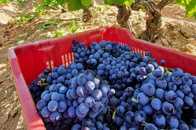 Cannonau Wine Experience in Sardinia - Overview of Cannonau Wine Experience