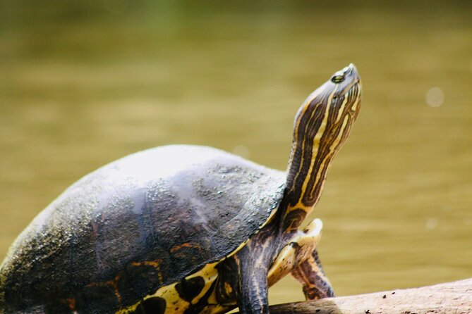 Canoe Experience Exploring Tortuguero National Park - Canoeing in Tortuguero National Park