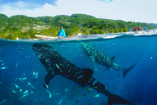 Canyoneering With Whale Shark Encounter - Adventure Itinerary
