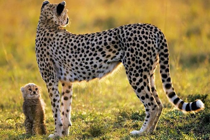 Cape Town 3-Day Attraction Tours: Aquila Safari - Cape Peninsula -Wine Tasting - Itinerary Overview