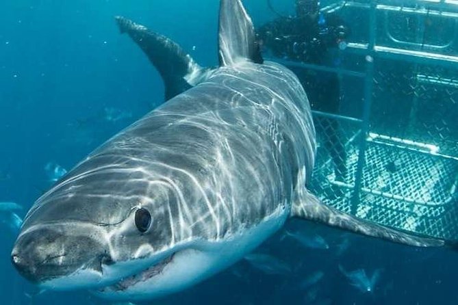 Cape Town 3 Day Attraction Tours: Shark Diving & Cape Peninsula & Wine Tasting - Overview and Inclusions