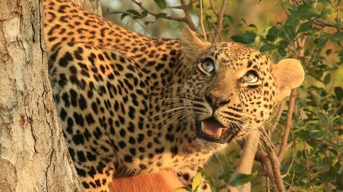 Cape Town 3-Day Attraction:Cruise Charters Champagne,Aquila Safari &Wine Tasting - Day 1: Cape Town Cruise Charters