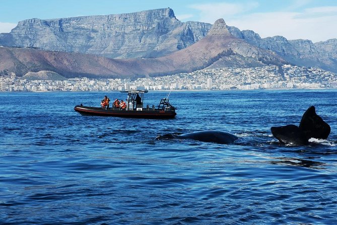Cape Town Ocean Safari Boat Tour - Eco-Friendly Way to Explore Cape Towns Coastline
