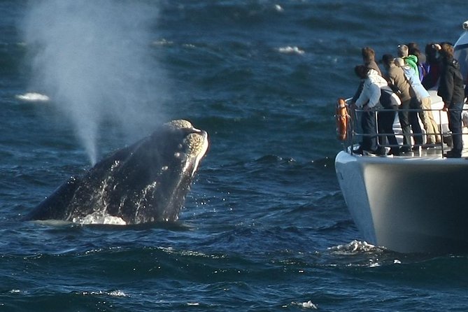 ( Cape Town Private Tour ) Hermanus Shark Cage Diving - Itinerary Details