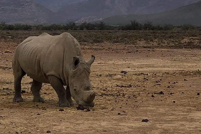 Cape Town Safari Transfers - Overview of Cape Town Safari Transfers