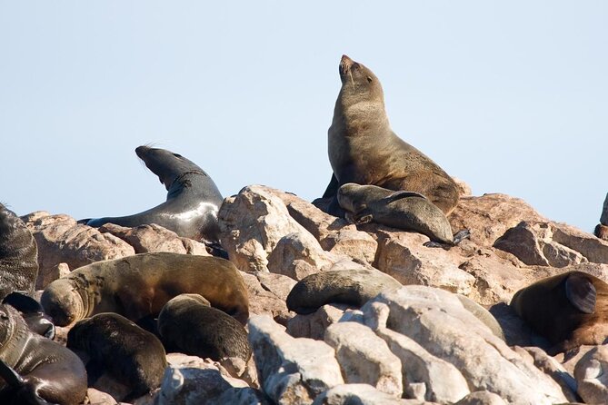 Cape Town Shark Cage Diving in Gaansbaai With Transfers  - Western Cape - Overview of the Experience