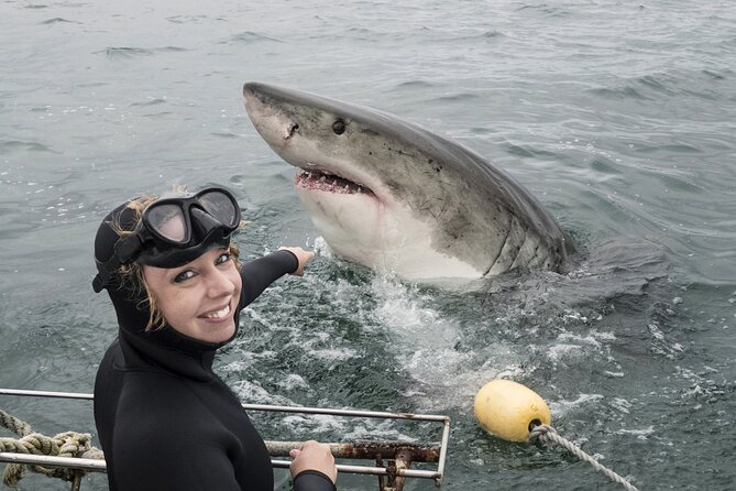 Cape Town: Shark Cage Diving & Penguins Tour to Gansbaai With Private Transfers - Overview and Inclusions