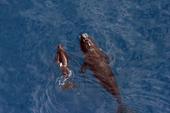 Cape Town: Whale-Watching Experience - Overview and Experience